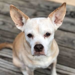 Meet your Posher, Trisha